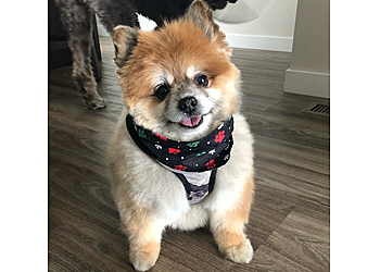 Salt Lake City Pet Grooming Sydnees Pet Grooming