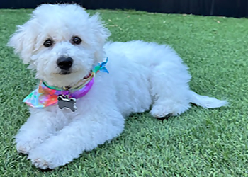 Salt Lake City Pet Grooming Sydnees Pet Grooming