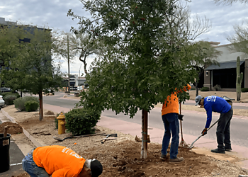 Mesa Tree Services TDR Tree Solutions