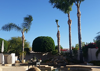 Mesa Tree Services TDR Tree Solutions