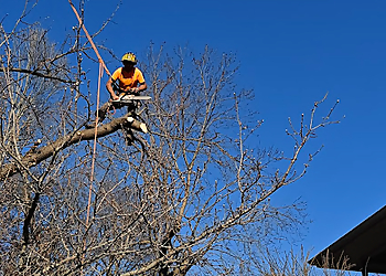 Springfield Tree Services T&F Tree/Lawn