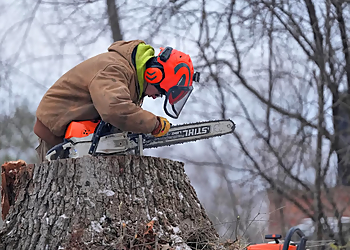 Springfield Tree Services T&F Tree/Lawn