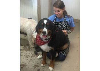 Dog Grooming Benefits