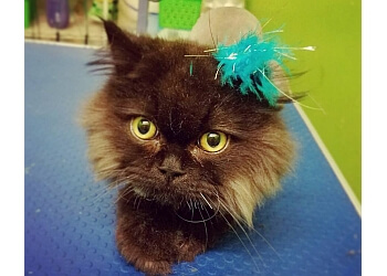 The Savannah Groom Room - Savannah, GA Pet Grooming - On-Site Service Image