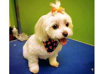 The Savannah Groom Room The Savannah Groom Room - Savannah, GA Pet Grooming - Service Image