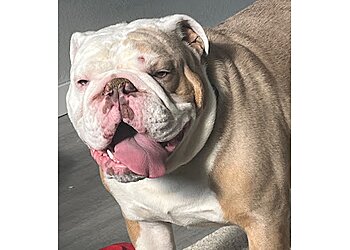 Fort Wayne Dog Walkers TJ's Pet Sitting and Dog Walker