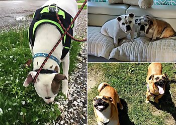 Fort Wayne Dog Walkers TJ's Pet Sitting and Dog Walker