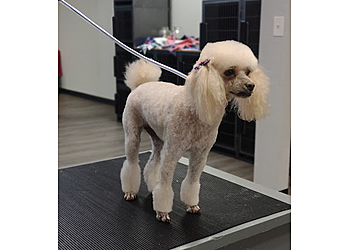 Visalia Pet Grooming TLC Grooming