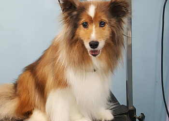 Columbus Pet Grooming TLC Grooming Clintonville