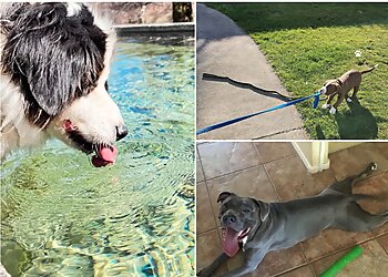 Chandler Dog Walkers TLC House & Pet Sitting Service, LLC