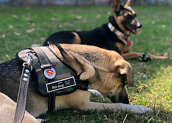 Gilbert Dog Walkers TLC House & Pet Sitting Service, LLC