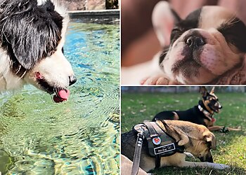 Mesa Dog Walkers TLC House & Pet Sitting Service, LLC