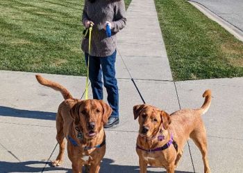 TLC In-Home Pet Care Fort Wayne Dog Walkers