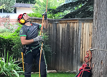 Boulder Tree Services TLC Tree Expert Inc.