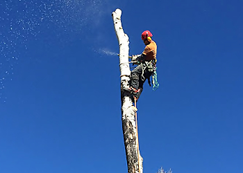 Boulder Tree Services TLC Tree Expert Inc.