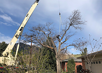 TLC Tree Expert Inc. Boulder Tree Services image 1