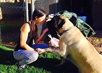 Scottsdale Dog Walkers TLC While You're Away