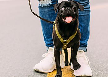 Scottsdale Dog Walkers TLC While You're Away