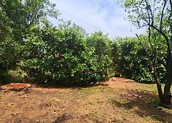 Santa Clarita Tree Services TSL Tree Service & Landscaping