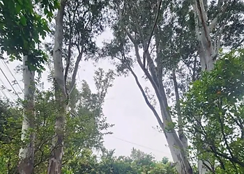 Santa Clarita Tree Services TSL Tree Service & Landscaping