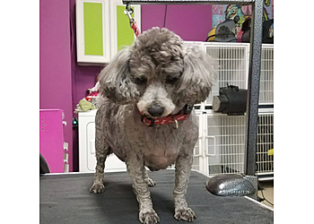 Tacoma Pet Grooming Tacoma's Best Pet Grooming