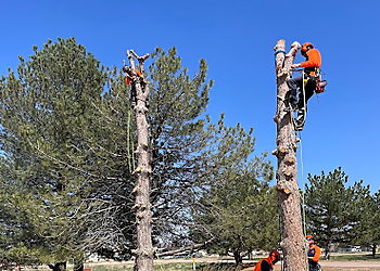 Boulder Tree Services Taddiken Tree Company
