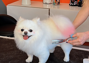 Hollywood Pet Grooming Tail Waggers Pet Grooming