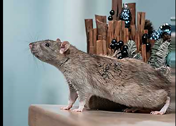 Louisville Animal Removal Tailor Made Pest and Wildlife