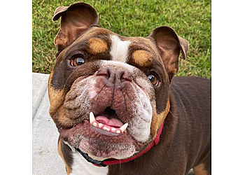Tails 2 Trails - Chula Vista, CA Dog Walkers
