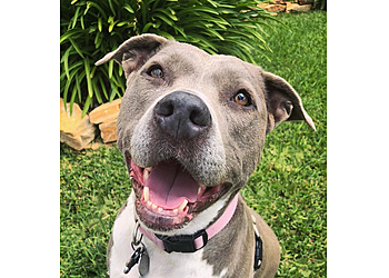 Tails 2 Trails - Chula Vista, CA Dog Walkers