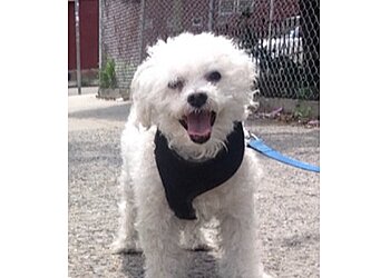 Jersey City Dog Walkers Tails On Trails LLC