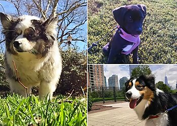 Jersey City Dog Walkers Tails On Trails LLC