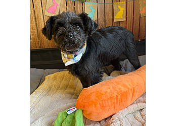 Honolulu Pet Grooming Tails of Hawaii