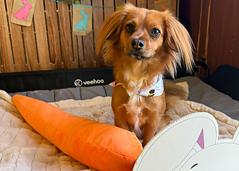 Honolulu Pet Grooming Tails of Hawaii