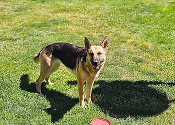Take Paws Pet Care Services - Boise City, ID Dog Walkers - Service Image