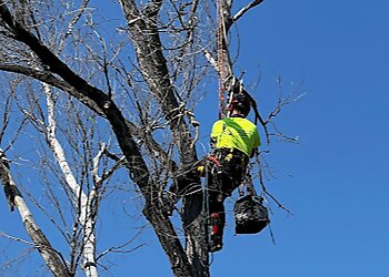 Colorado Springs Tree Services Tall Timbers Tree & Shrub Service