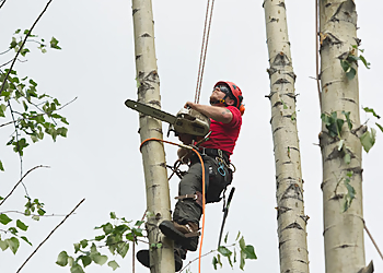 Anchorage Tree Services Tall Trees