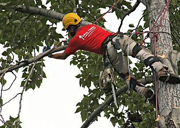 Anchorage Tree Services Tall Trees