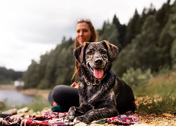 Memphis Dog Training Taming the Wild