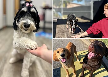 Memphis Dog Training Taming the Wild