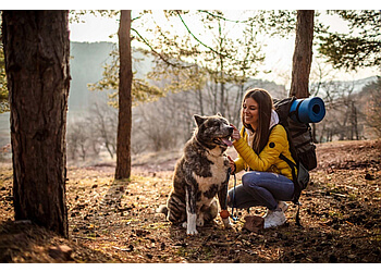 Taming the Wild Memphis Dog Training