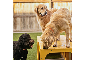 Austin Dog Training Taurus Academy McNeil