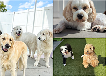 Austin Dog Training Taurus Academy McNeil