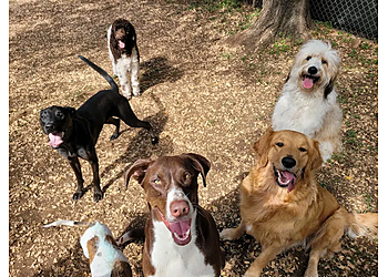 Austin Dog Training Taurus Academy McNeil