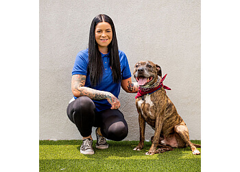 3 Best Pet Grooming in Tempe, AZ - Expert Recommendations