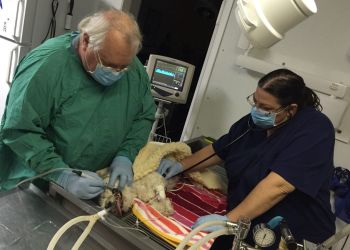 Tempe Lake Veterinary Clinic & Pet Resort - Tempe, AZ Veterinary Clinics - Doctor With Patient Image