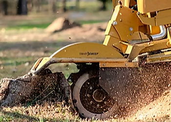 Tempe Tree Services Tempe Tree Service
