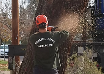 Tempe Tree Services Tempe Tree Service