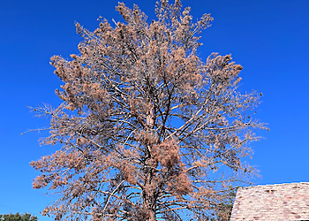 Tempe Tree Service Tempe Tree Services image 1