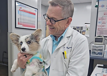 Tampa Veterinary Clinics Temple Terrace Animal Hospital